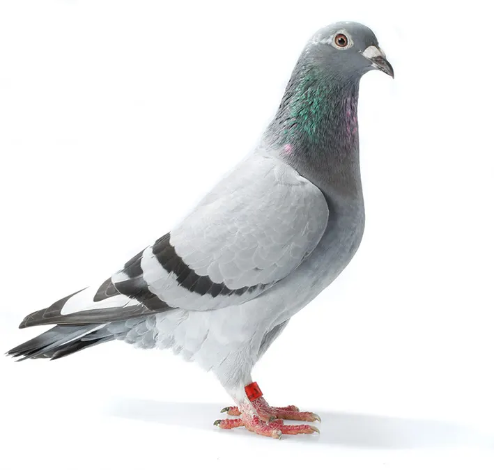 logo couleur pixel marmande agence de communication et publicite logo enseigne et creation site internet lot et garonne